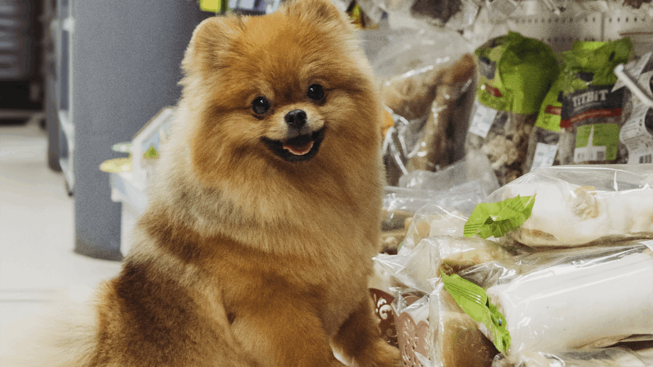 PARADOGs